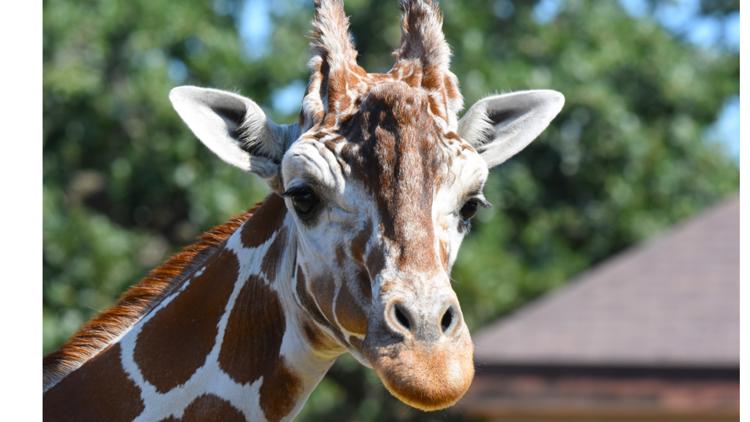 Como Zoo mourns loss of beloved giraffe, 'Skeeter' — Inver Grove Heights Community news